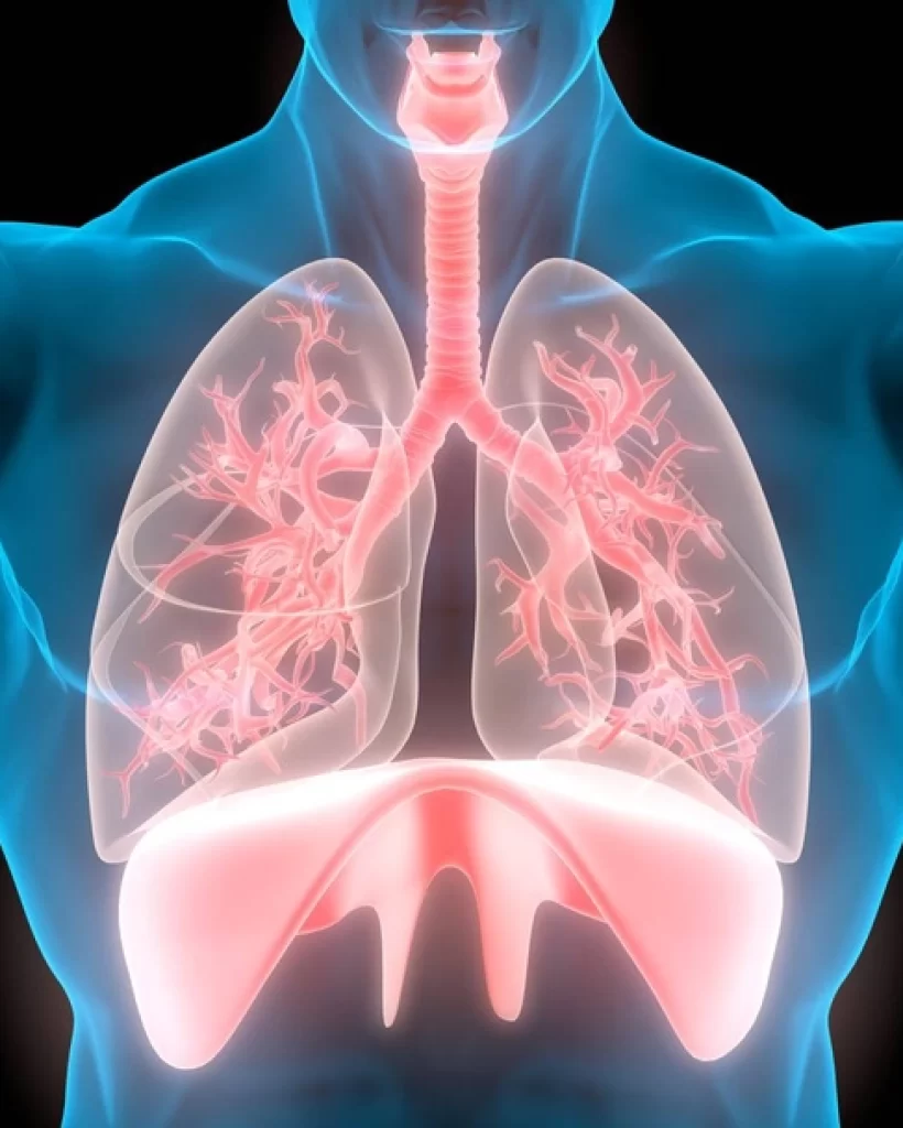 stock-photo-human-respiratory-system-lungs-anatomy